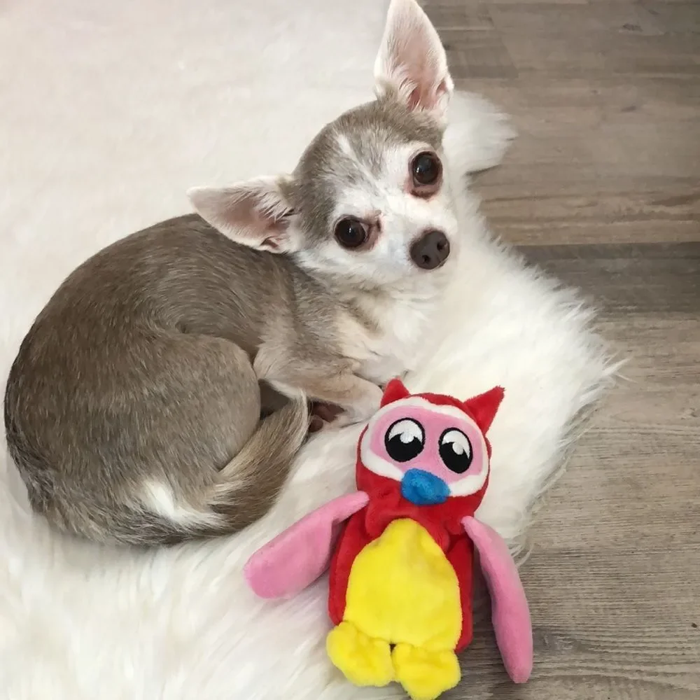 Owl Colorful Pink Red Yellow Small Dog Toy